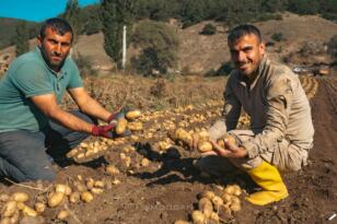 PATATES HASADI BAŞLADI