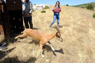 KAZANKAYA KANYONU’NA 5 DAĞ KEÇİSİ BIRAKILDI